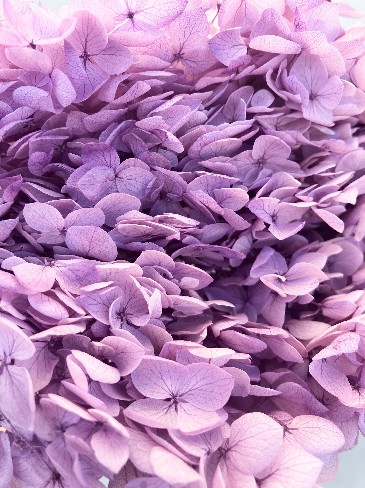 Hortensia séché Lilas