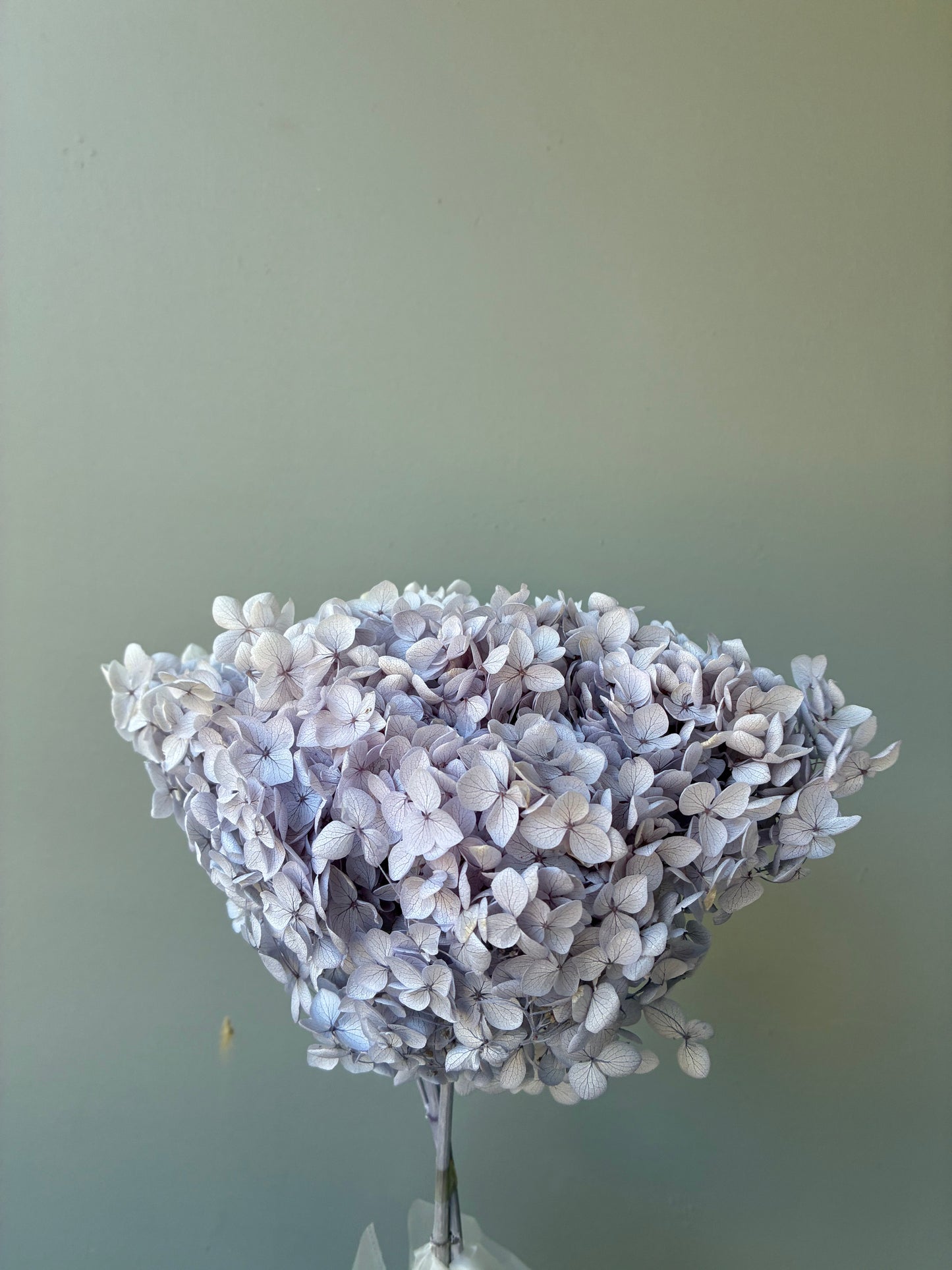 Hortensia séché Lilas
