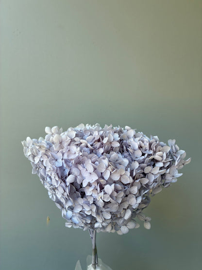 Hortensia séché Lilas