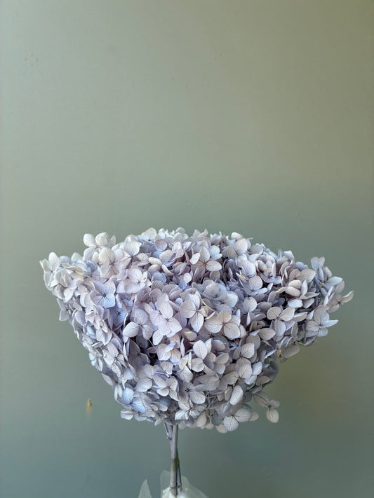 Hortensia séché Lilas