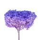 Dried Hydrangea Violet