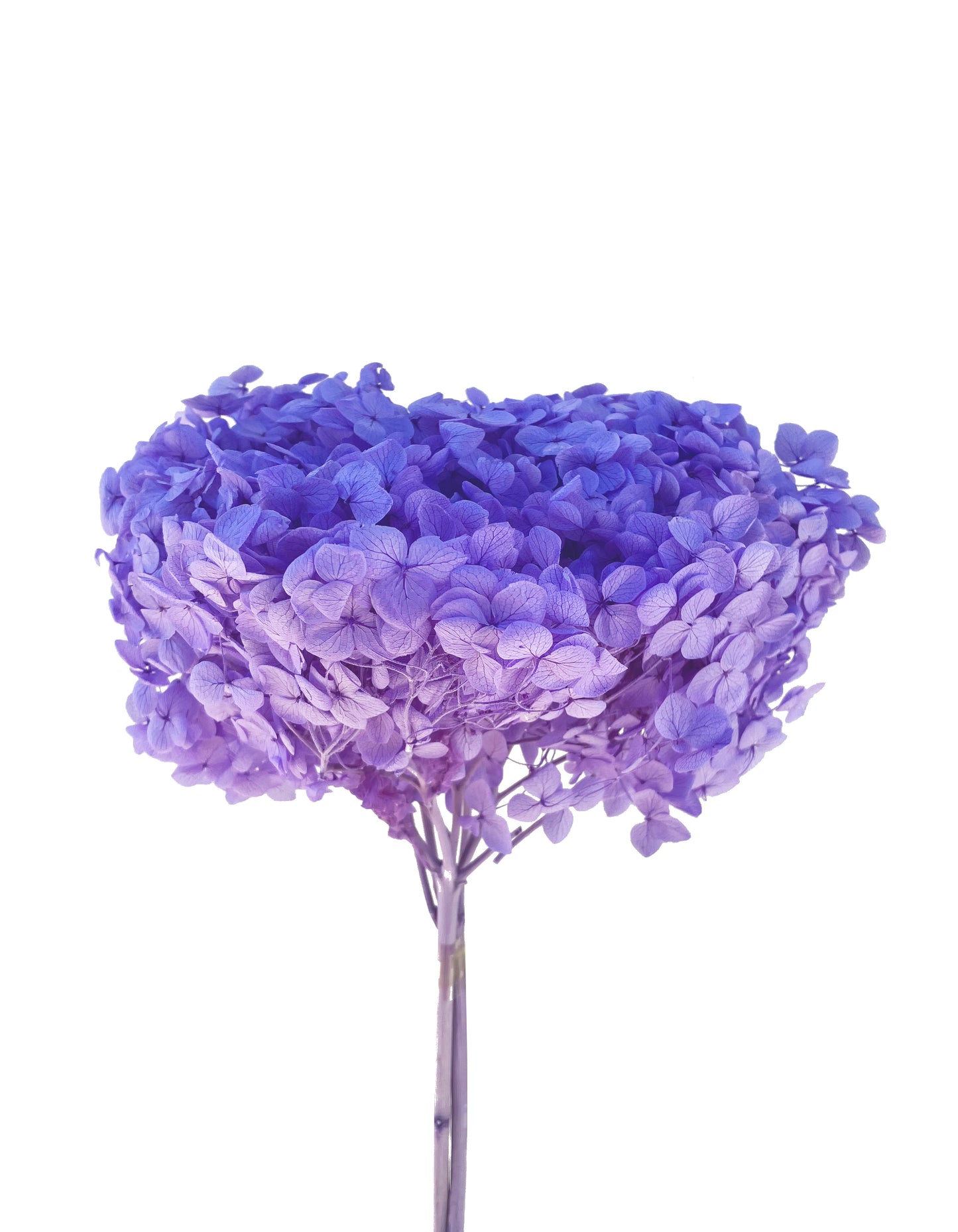 Hortensia violette séchée