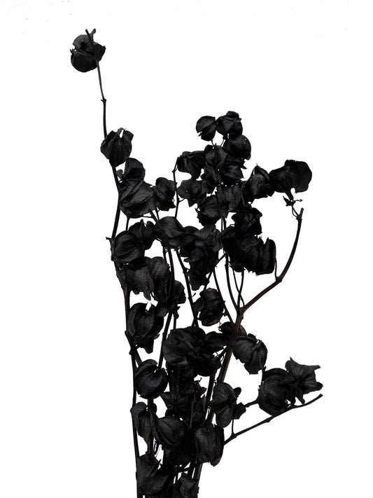 Dried Lantern Flower Black