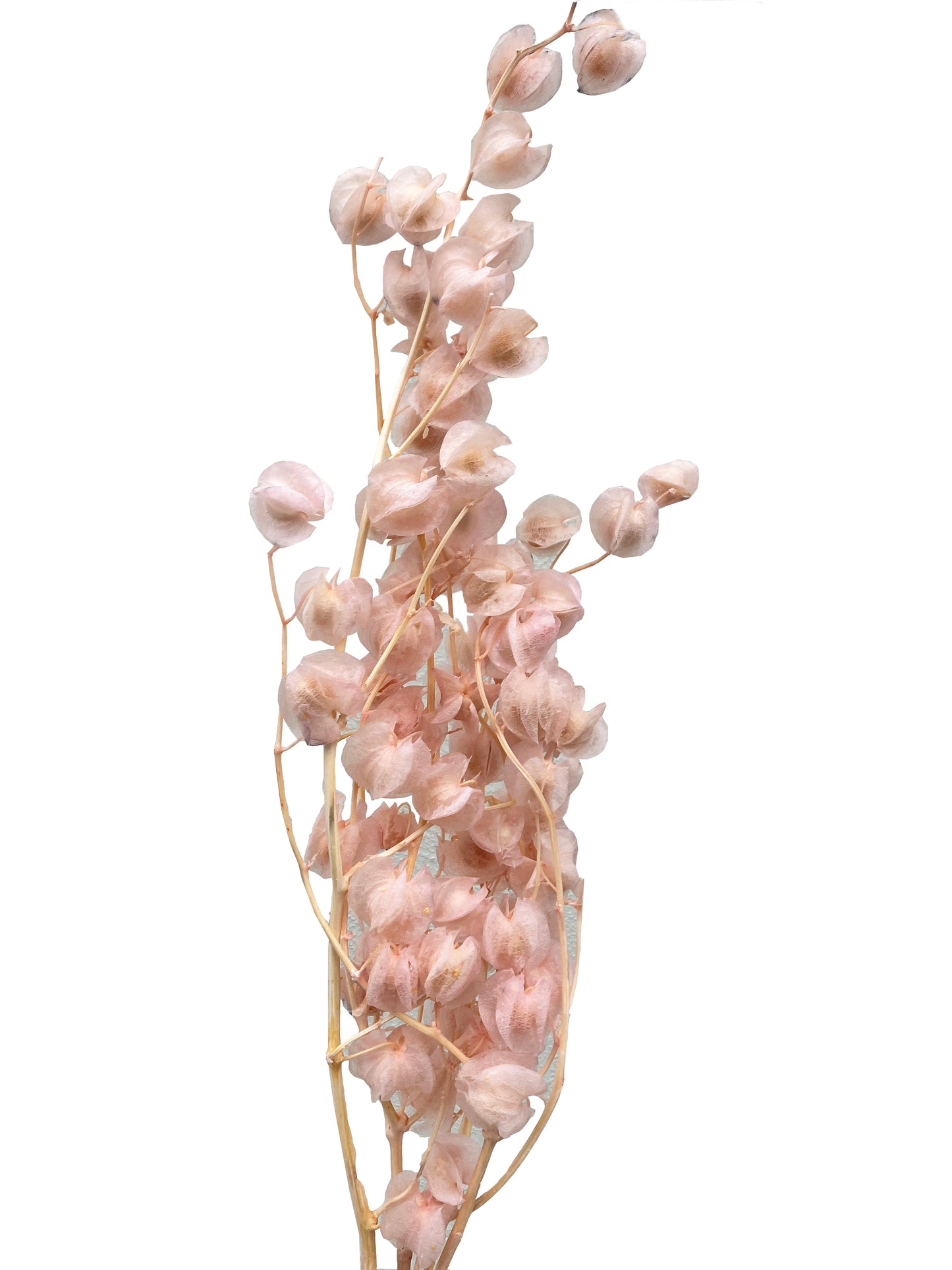 Dried Lantern Flower Pink