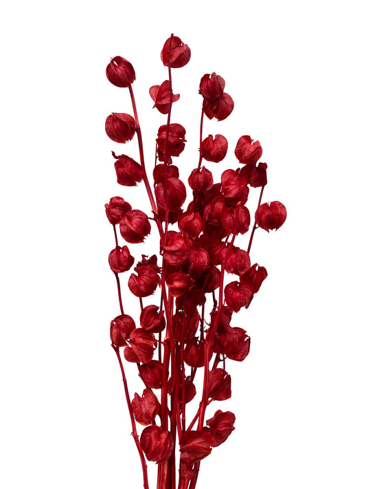 Flor De Linterna Seca Roja