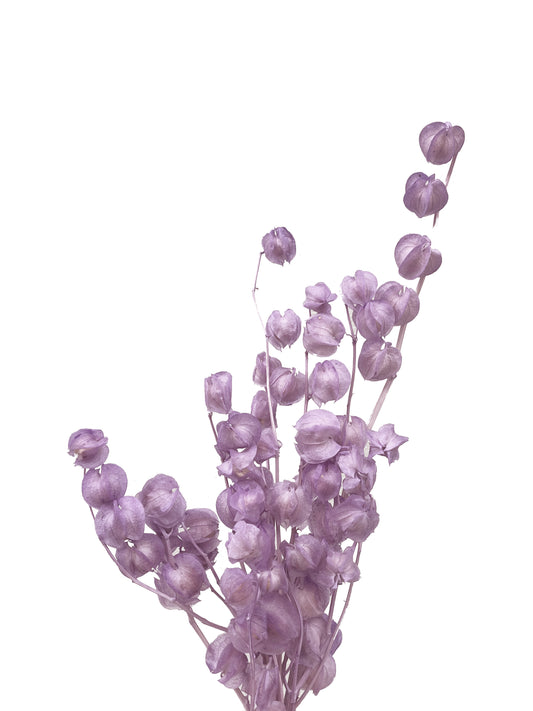 Dried Lantern Purple