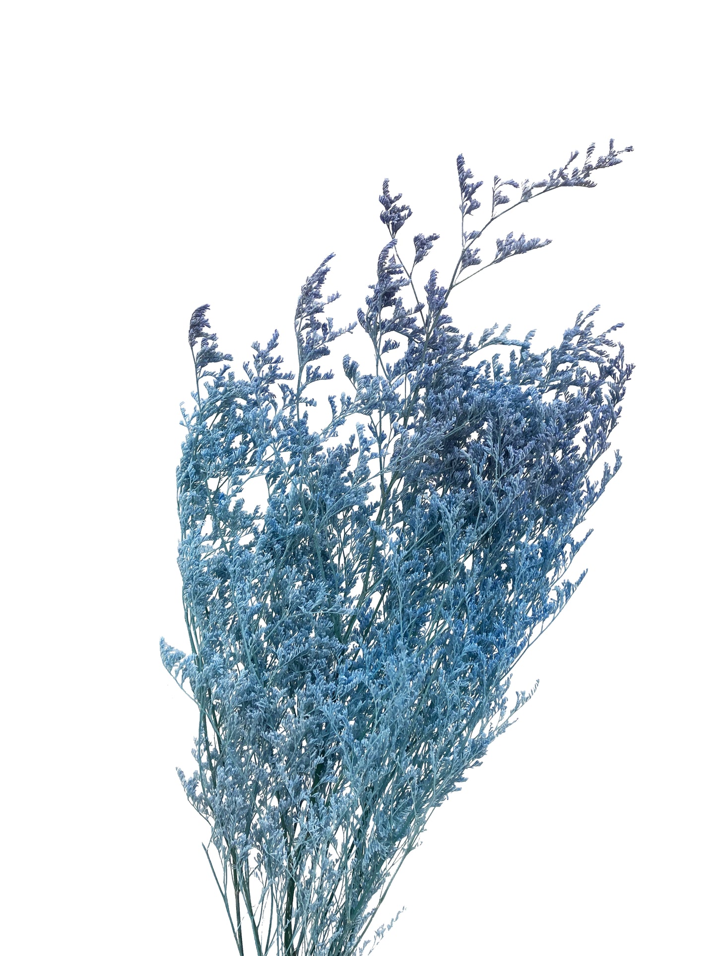 Azul limonium seco