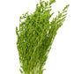 Dried Limonium green