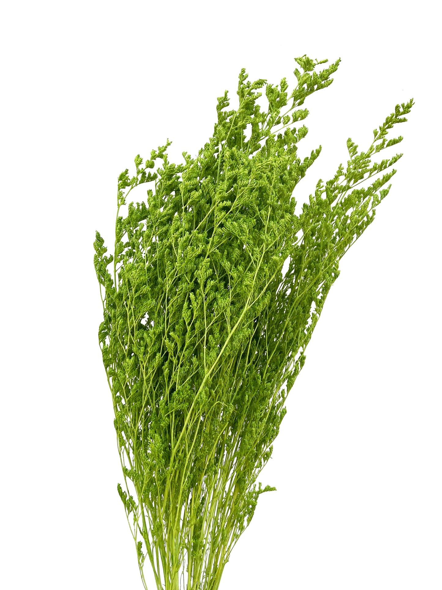 Dried Limonium green