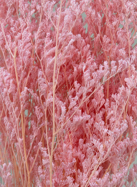 Dried Limonium Pink