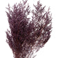 Dried Limonium Plum