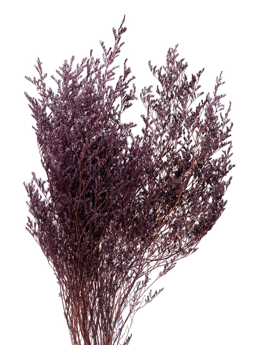 Dried Limonium Plum