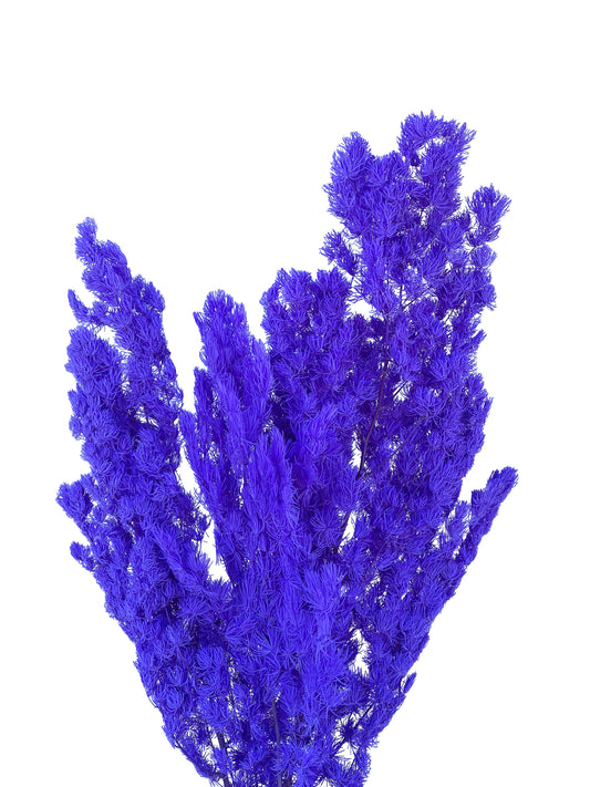 Dried Ming Fern Violet