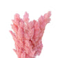 Dried Ming Fern Pink