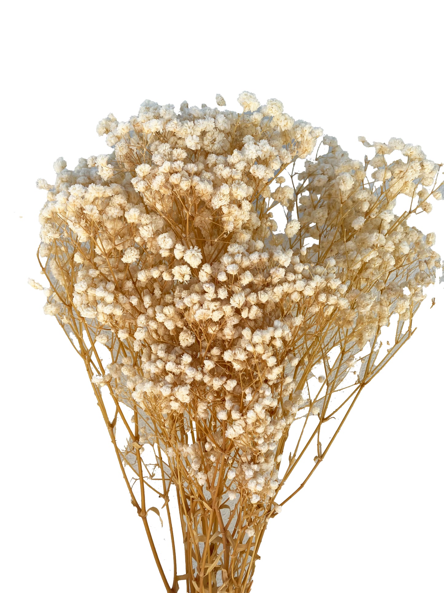 Dried Baby's Breath Natural