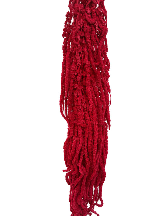 Dried Amaranthus Red