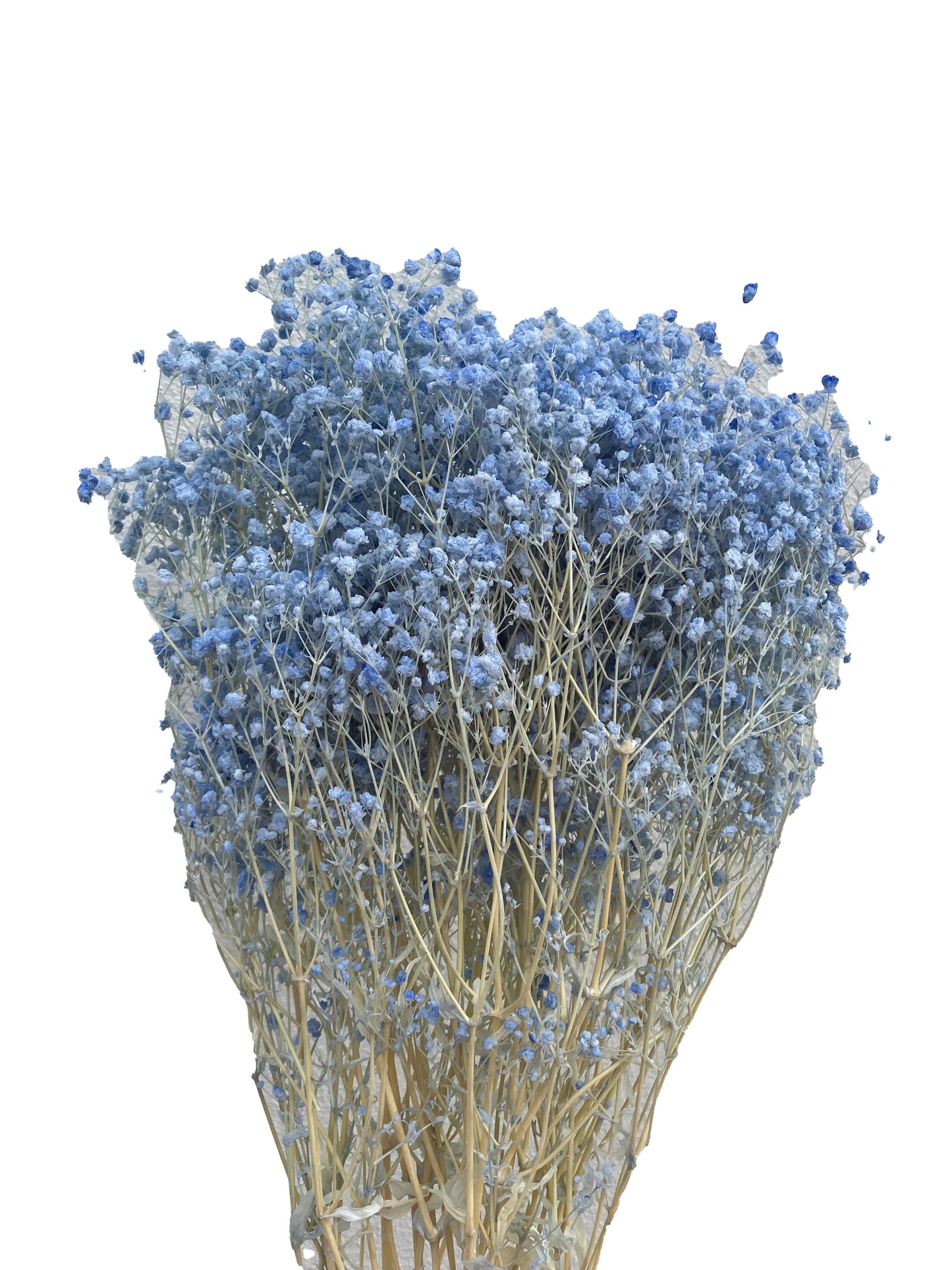 Dried Baby Breath Bleached Blue