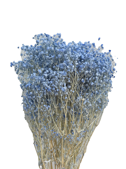 Dried Baby Breath Bleached Blue