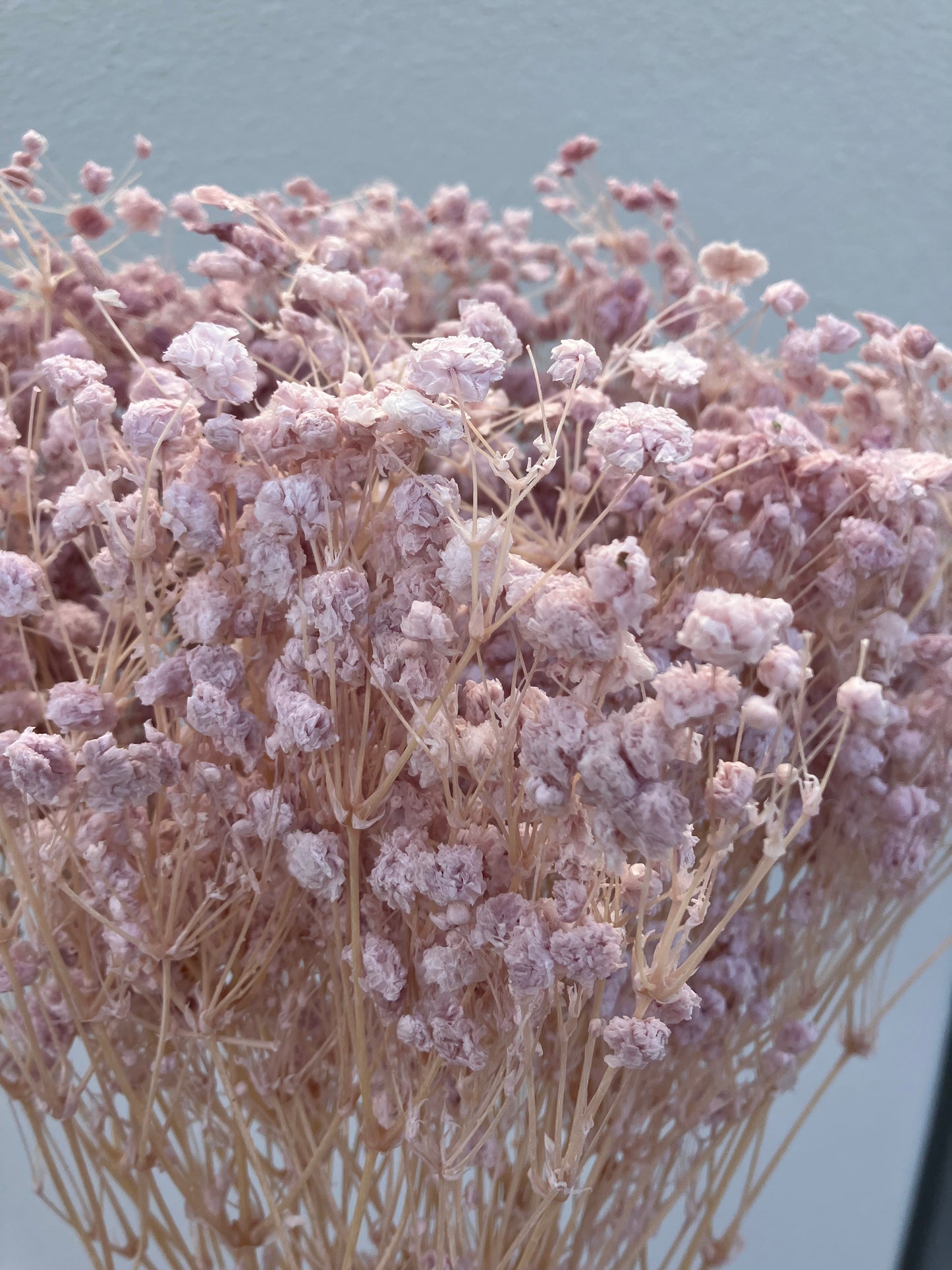 Dried Baby's Breath light lilac