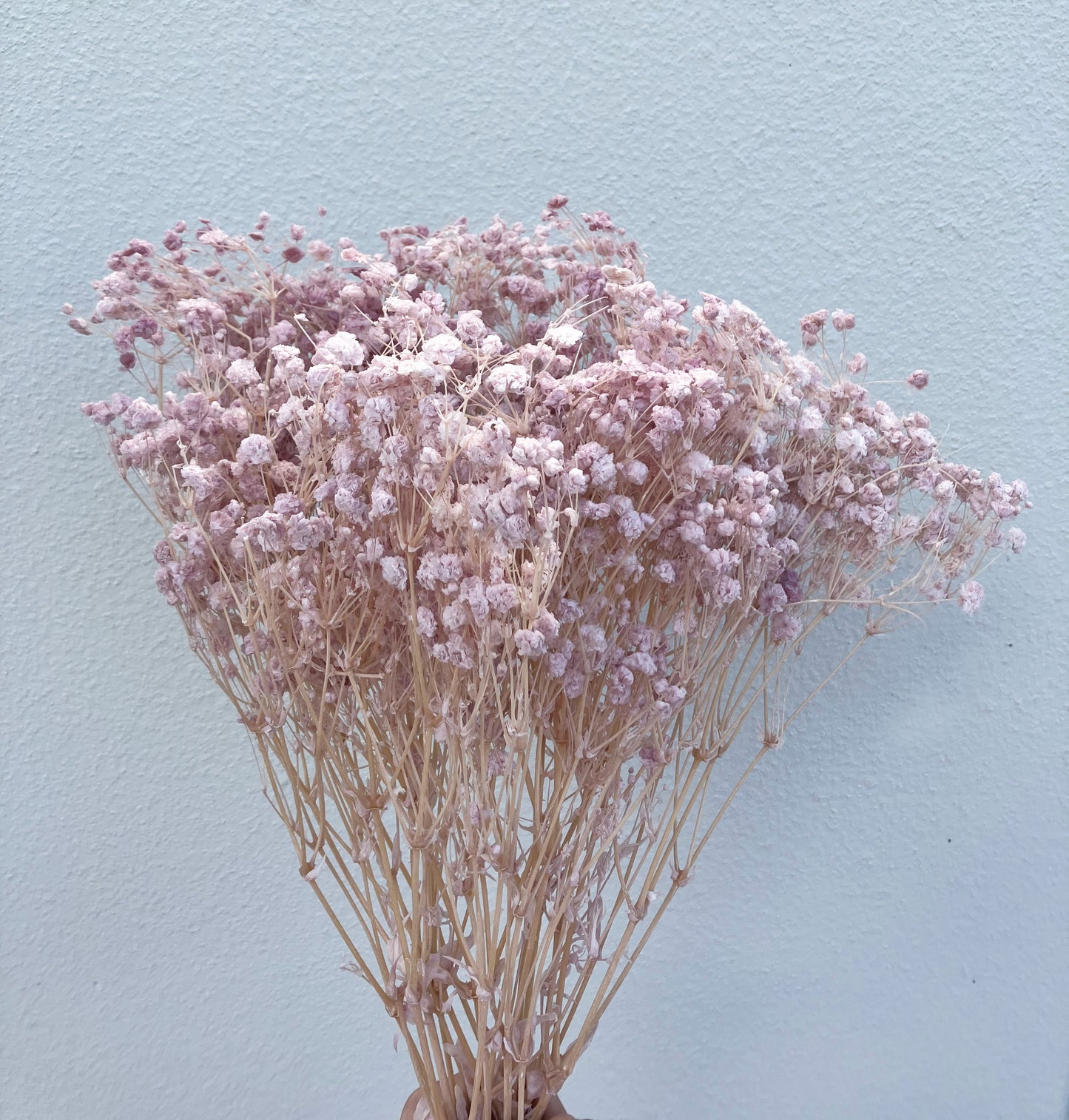 Dried Baby's Breath light lilac