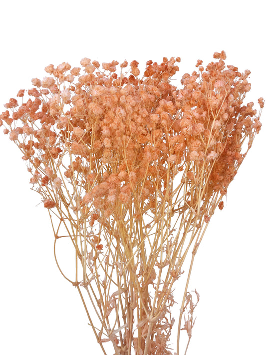 Dried Bleached Baby Breath Light orange Peach