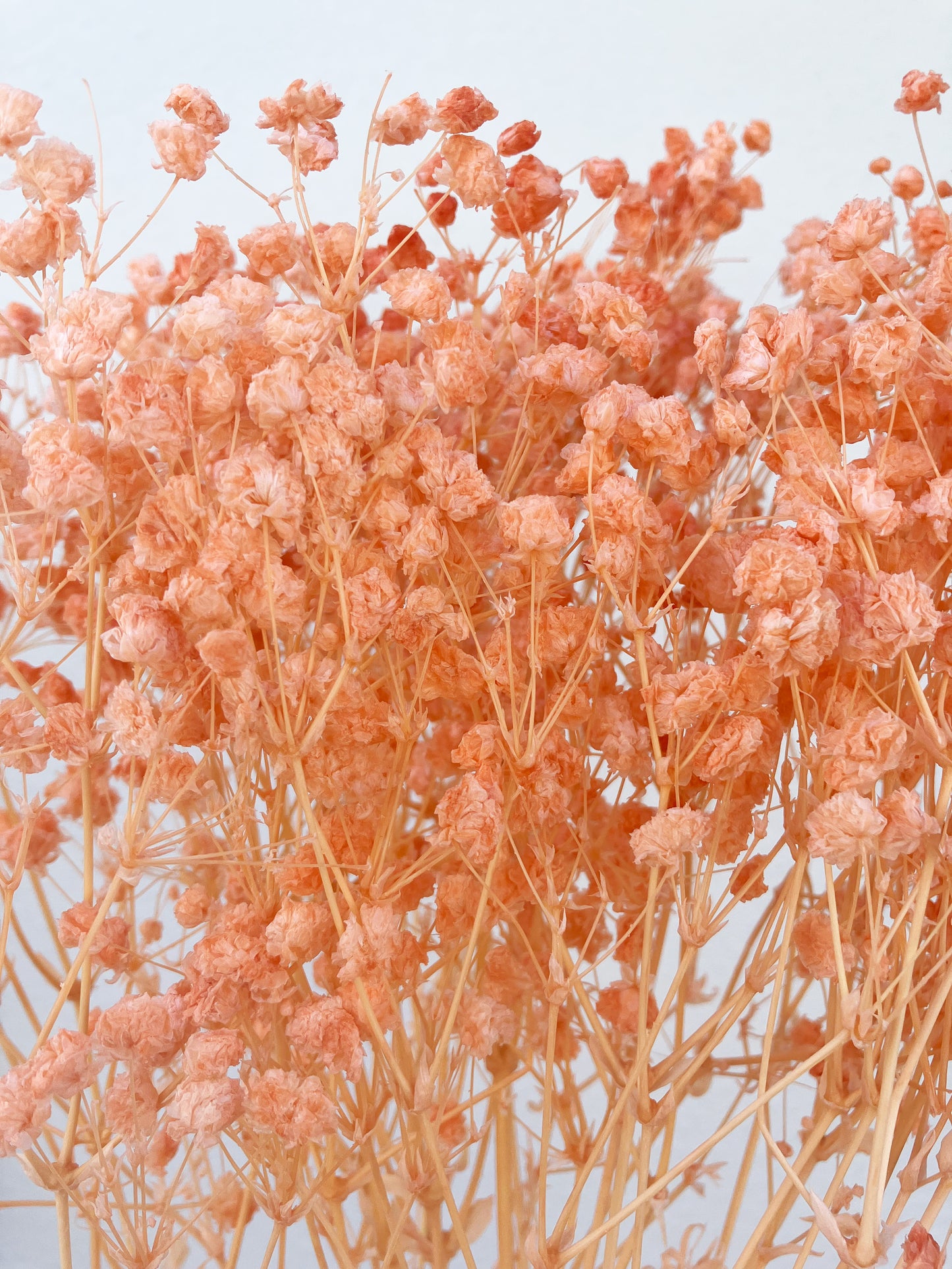 Dried Bleached Baby Breath Light orange Peach