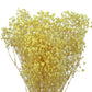 Dried Bleached Baby Breath Yellow