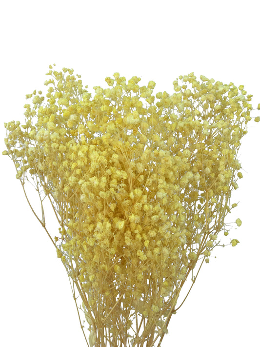 Dried Bleached Baby Breath Yellow