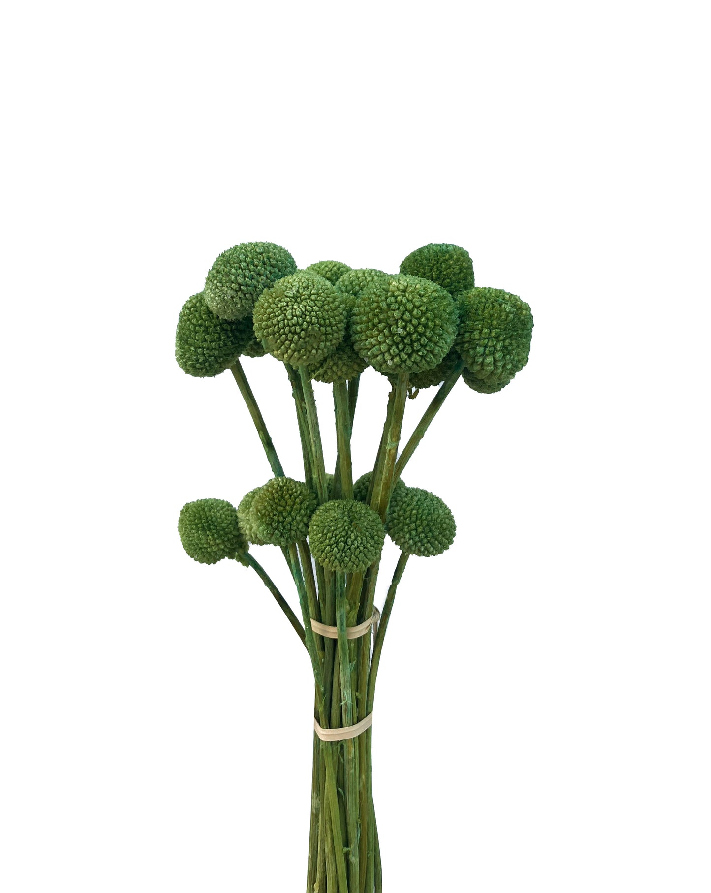 Dried Billy Button Green