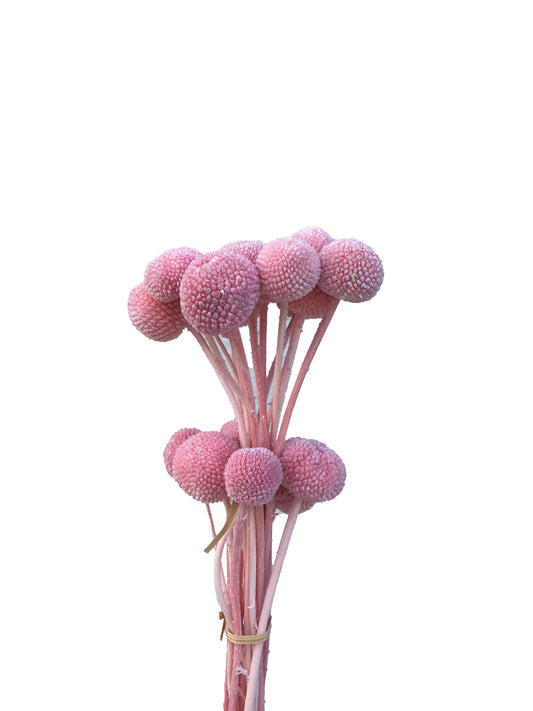 Bouton Billy séché rose pâle
