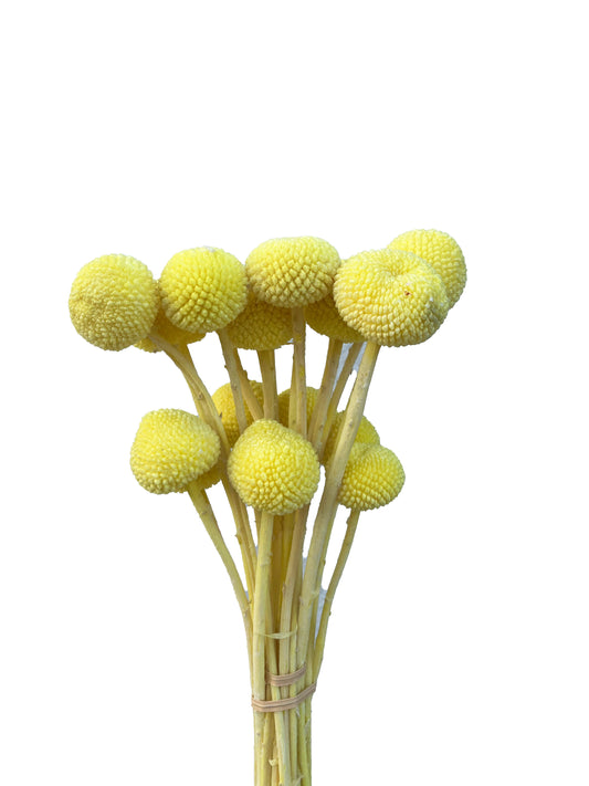 Dried Billy Button Yellow