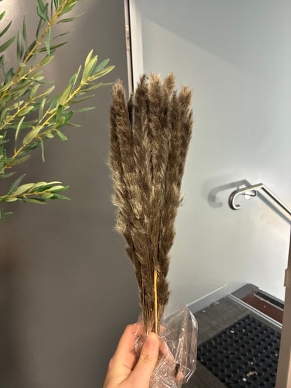 Dried Preserved Warm Charcoal coloured small fluffy Grass