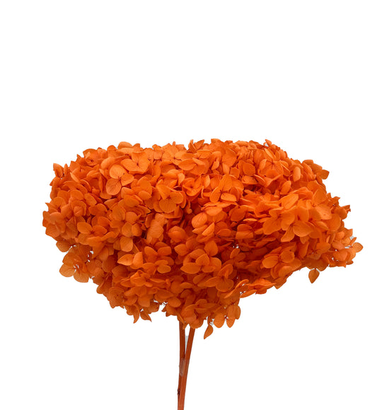 Dried Hydrangea Orange