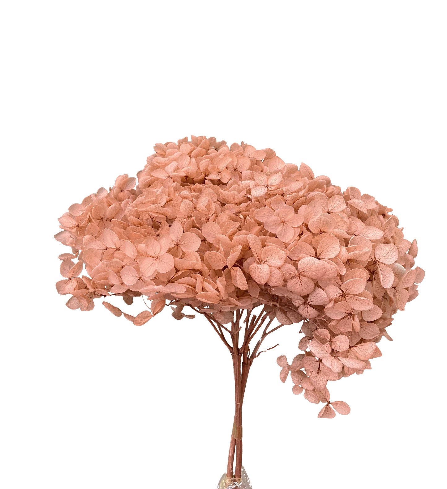 Dried Hydrangea Light Copper Blush