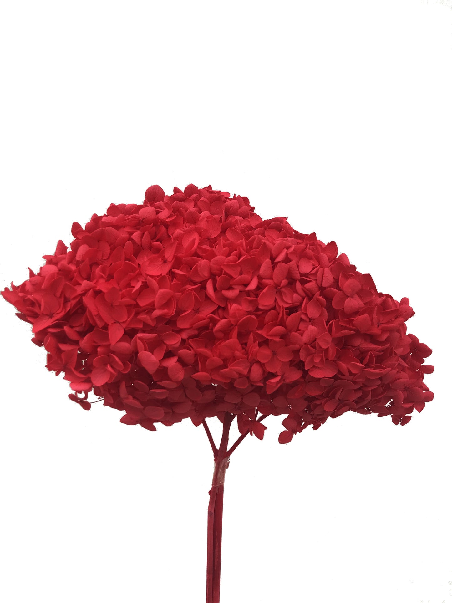 Hortensia séché rouge