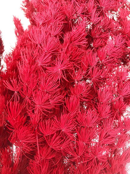 Dried Ming Red