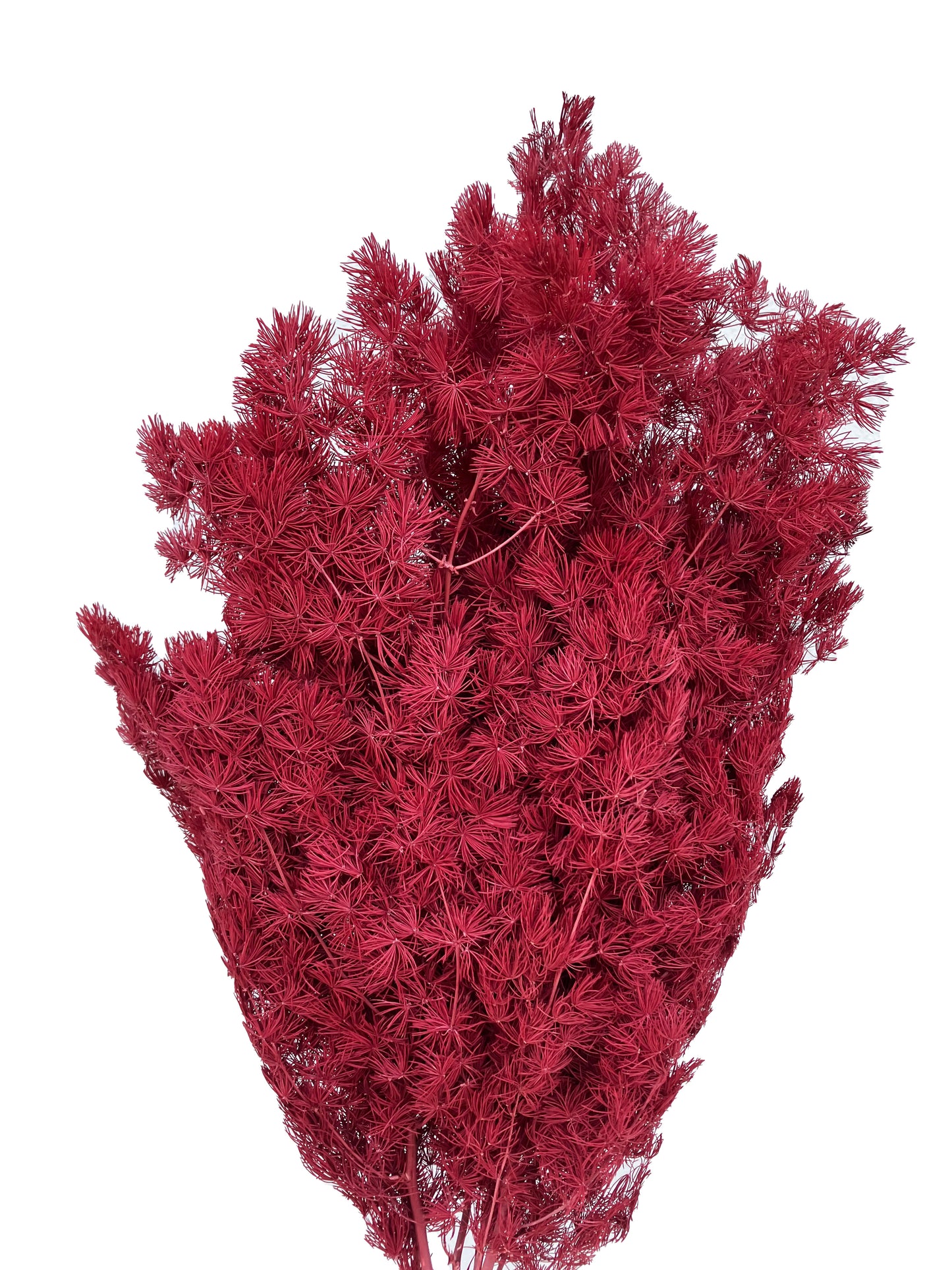 Dried Ming Fern Dark Red