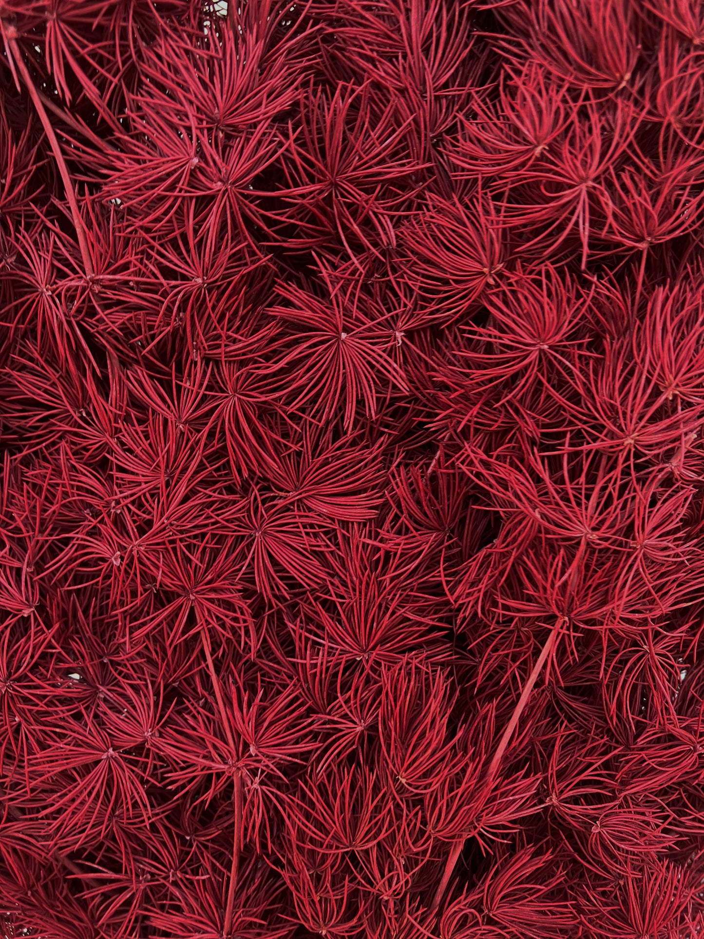 Dried Ming Fern Dark Red