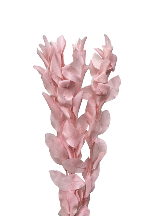 Dried Ruscus Pale Pink