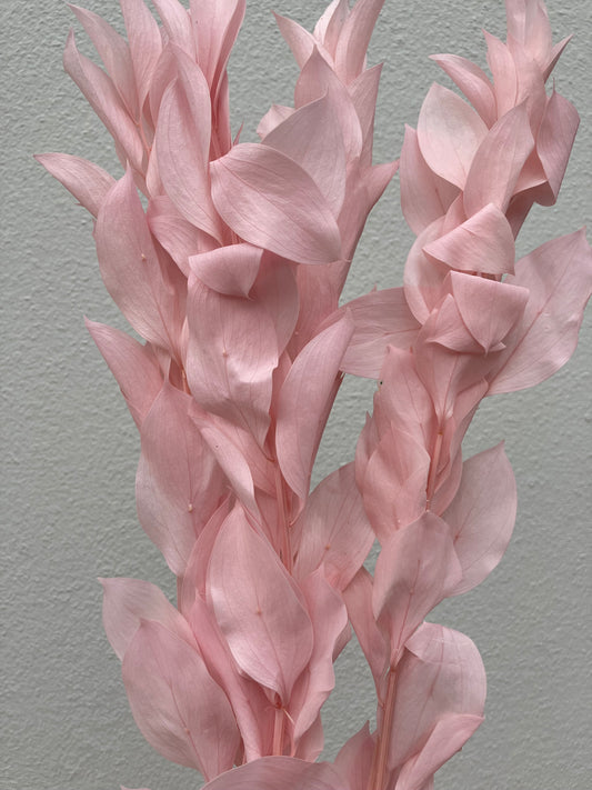 Dried Ruscus Pale Pink
