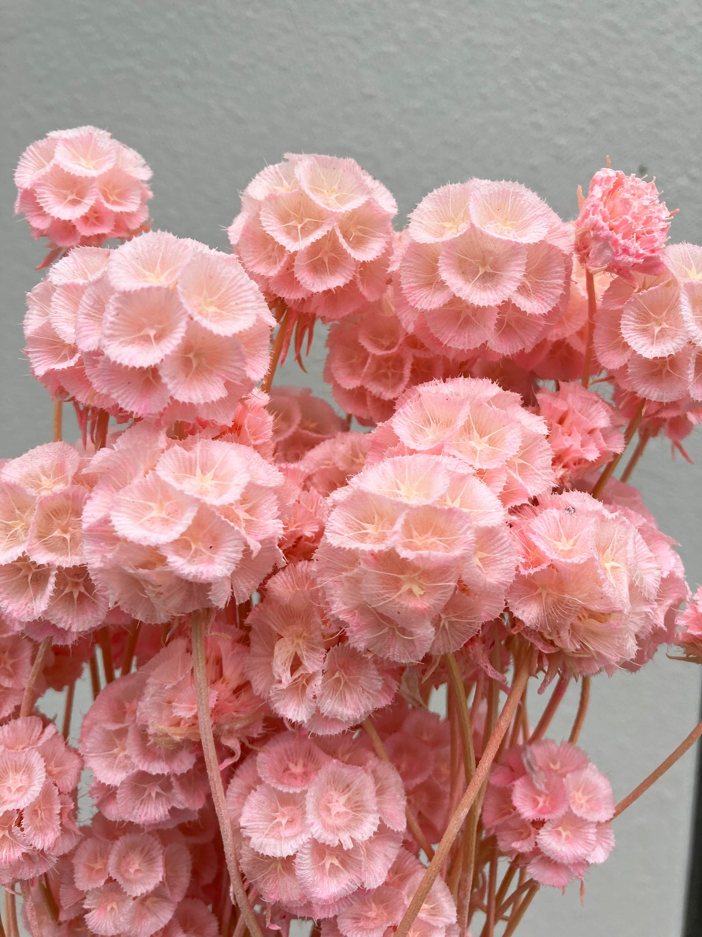 Pastèque Scabiosa séchée