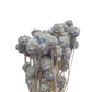 Dried Scabiosa Pale Blue