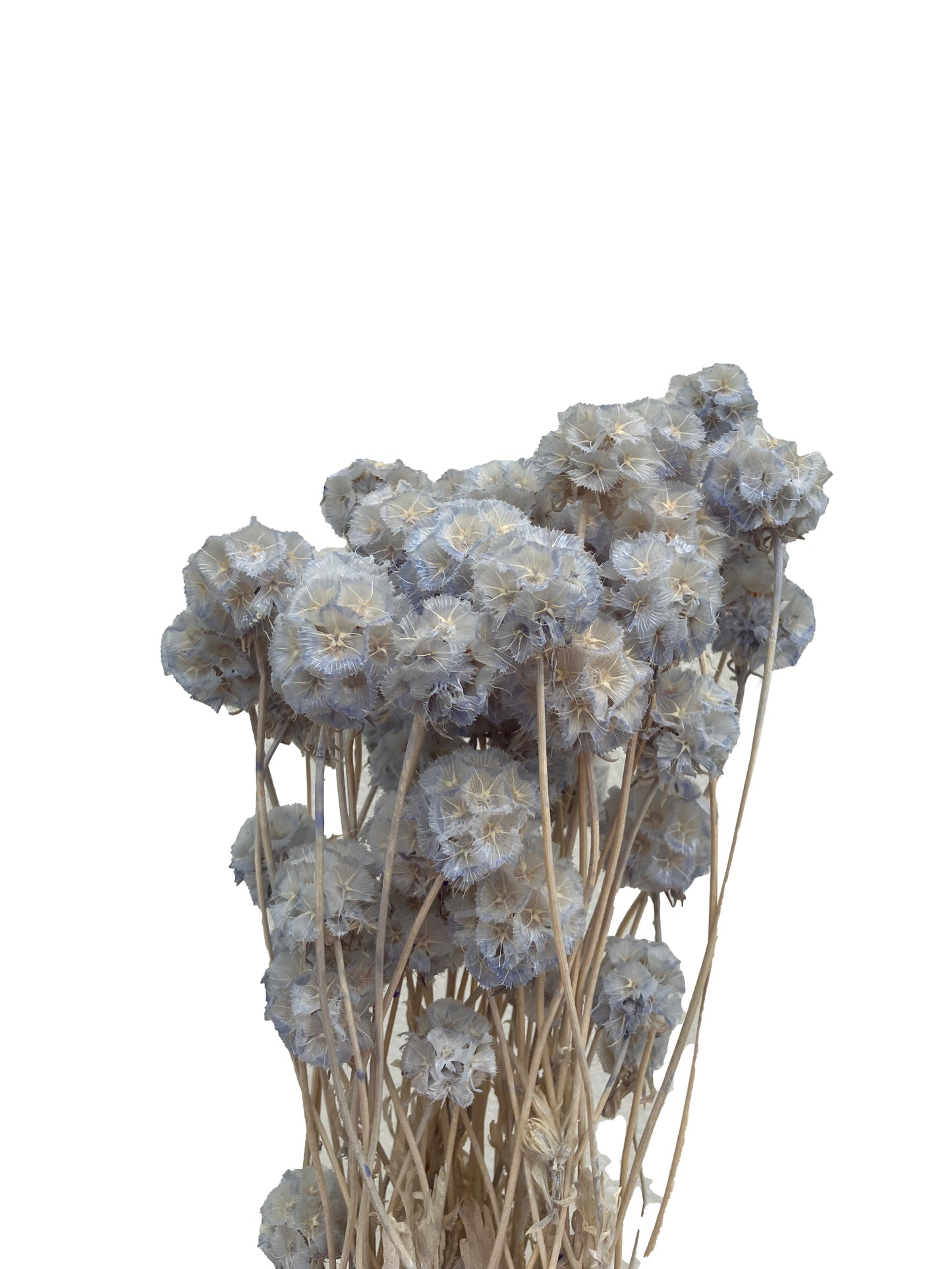 Dried Scabiosa Pale Blue