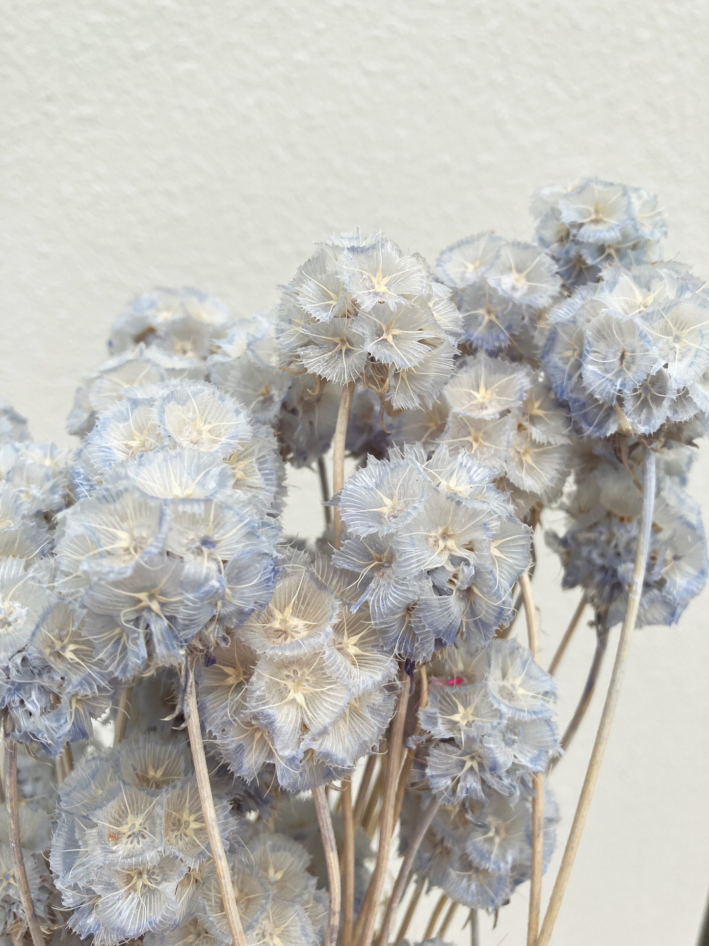 Dried Scabiosa Pale Blue