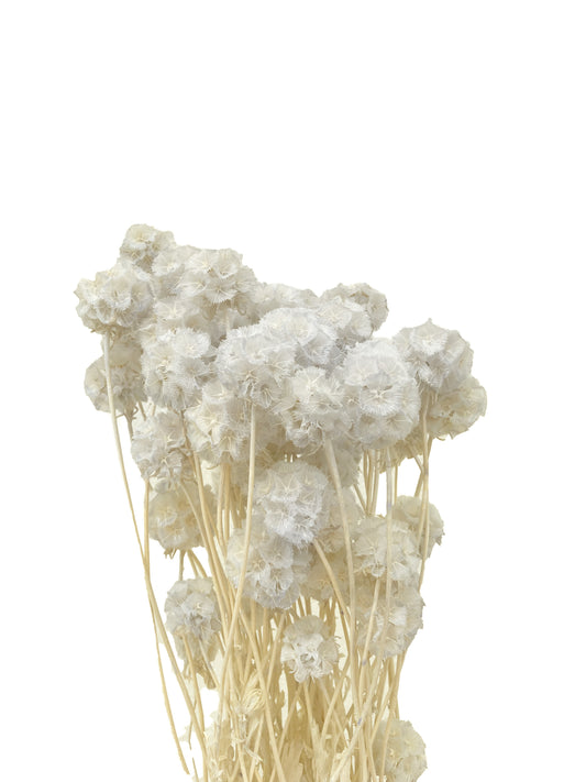 Dried Scabiosa White