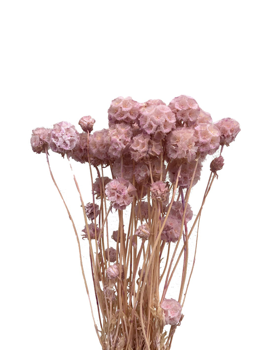 Dried Scabiosa Lilac