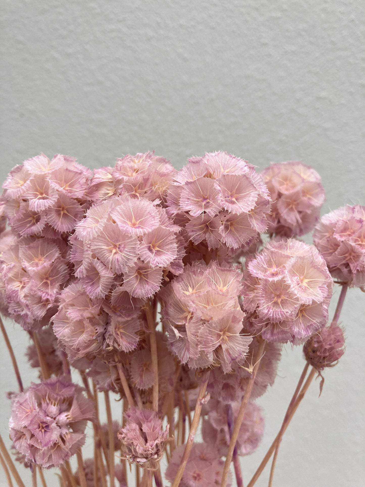 Dried Scabiosa Lilac