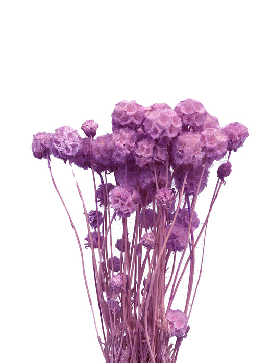 Dried Scabiosa Purple