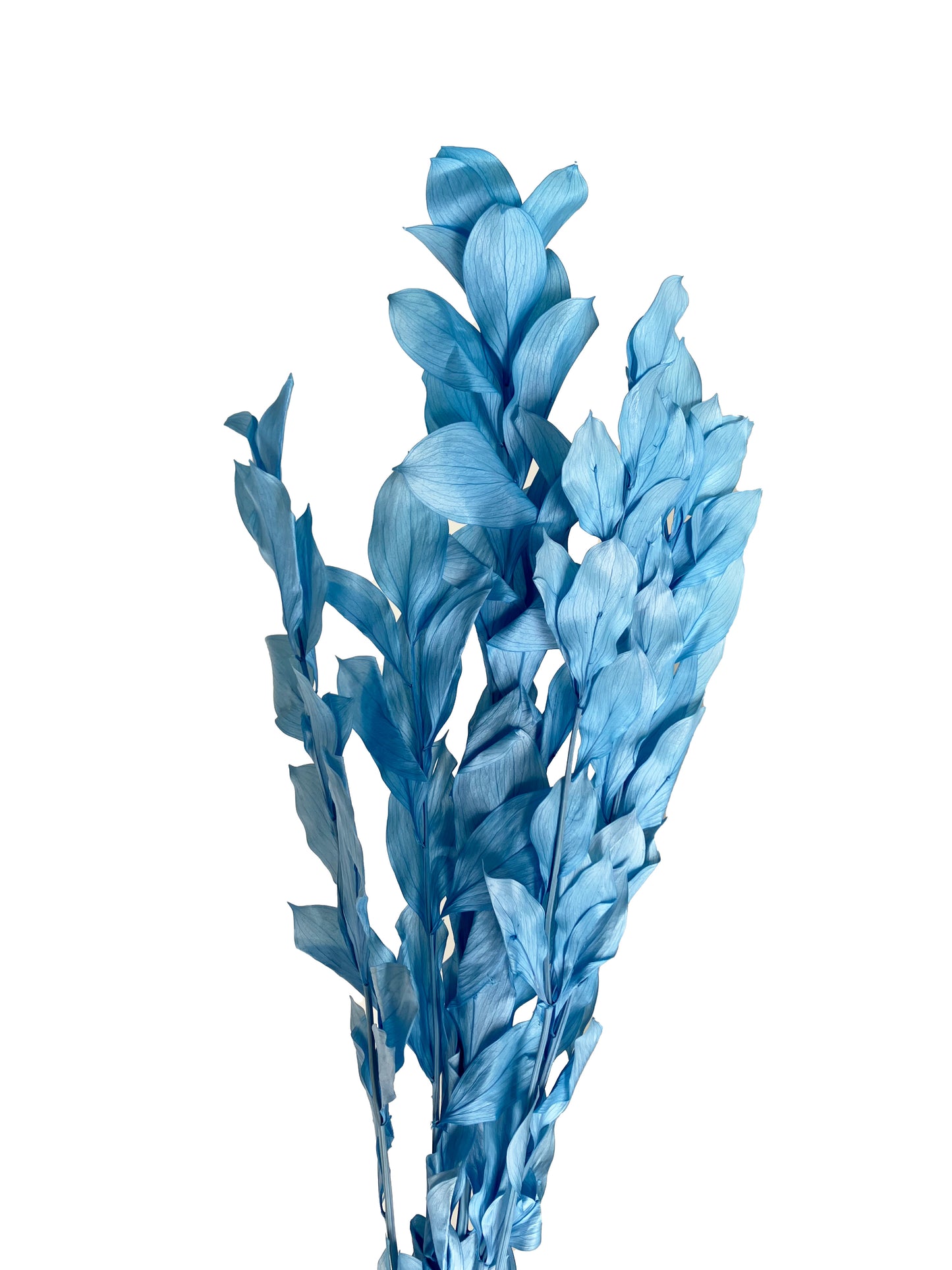 Dried Ruscus Blue israeli