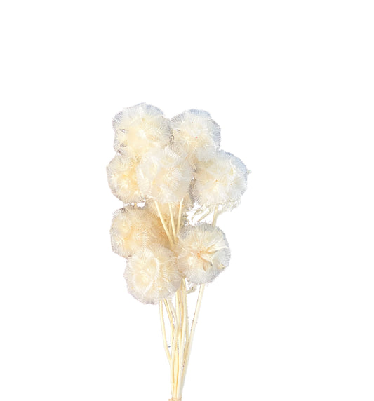 Dried Scabiosa White